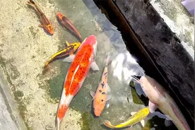 小水沟发现巨大锦鲤，水桶装不下了视频封面