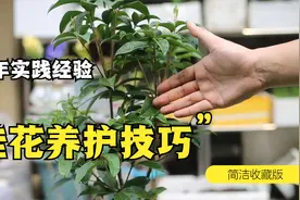 新买回家的桂花怎么养？园艺师教你实用技巧，全是多年经验积累视频封面