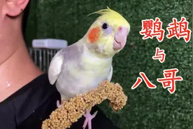 鹦鹉与八哥的性格对比，鹦鹉真的好乖巧，又斯文