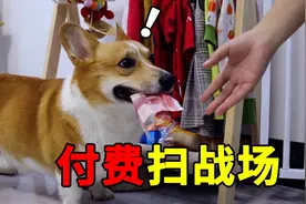 狗狗成精了，玩气球弄脏客厅后，狗子竟然主动出钱叫妈妈扫地？视频封面