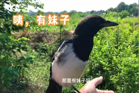 大快人心 没想到作为黑帮大佬的鸦鸦也有今天视频封面