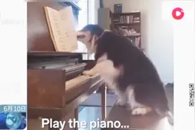 多才多艺！牧羊犬走红网络，会帮主人做家务，还会弹吉他！