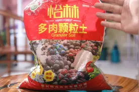 养多肉用什么土？园艺师教你，用专用颗粒土，疏松透气不烂根视频封面