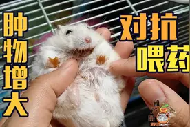 仓鼠体表肿物已经变大，吃药没抑制住。不知道到底要不要领它切除视频封面