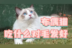 布偶猫吃什么对毛发好，这几种食物很不错！