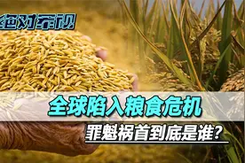 全球陷入粮食危机，印度却又火上浇油，美欧赶忙命令莫迪停手视频封面