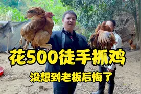 花500包下养殖场徒手抓鸡，结果老板反悔了视频封面