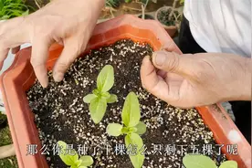 盆栽几粒葵花籽，种上2周就出苗，再养几十天，就能开出漂亮花