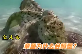 【宝贝喵】章鱼为什么会喷墨？“宝贝喵”来告诉你答案。视频封面