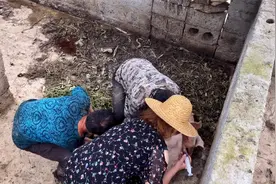 猪也怕打针！外婆家猪生病，舅舅妈妈几个人都按不住，听听猪叫声视频封面