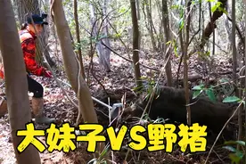 大妹子跟野猪干上了视频封面