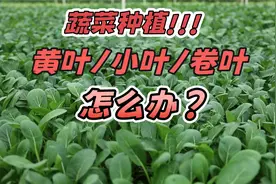 快速绿叶面肥，专门解决青菜黄叶、小叶、卷叶、不生长等问题视频封面