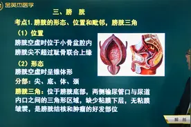 解剖学04泌尿系统03膀胱：位置，形态、膀胱三角，男女毗邻异同点