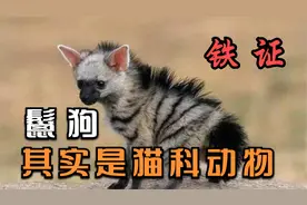 鬣狗是猫科动物的铁证！鬣狗并非犬科，鬣狗不是狗！