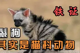 鬣狗是猫科动物的铁证！鬣狗并非犬科，鬣狗不是狗！视频封面