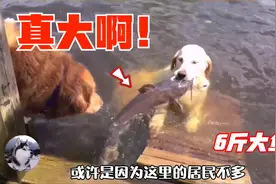 金毛下河抓鱼走红，6斤多的鱼还有乌龟，为了生活操碎了心视频封面