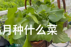 6月种什么菜，这四种叶菜不要错过，不用打理一直吃到秋天视频封面