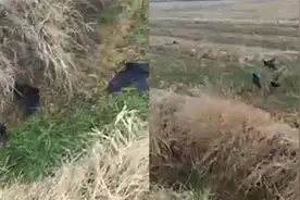 安徽一农田现大量死亡乌鸦，当地政府：疑乌鸦偷食地里拌药的种子视频封面