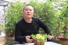 农村小伙教你怎么养殖佛手托金，学会这个流程，让你养花不困难