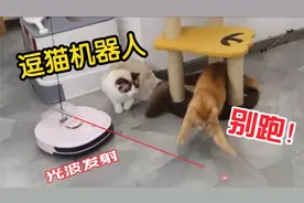 把扫地机器人改造成逗猫神器，家里的猫全疯了！