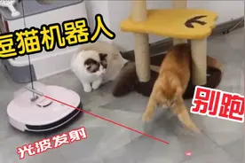 把扫地机器人改造成逗猫神器，家里的猫全疯了！视频封面