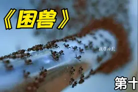 小小蚂蚁聚集在一起 能量居然如此强大--美剧《困兽》视频封面