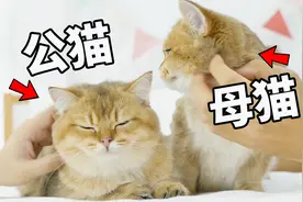 养公猫好还是母猫好？看完这5点区别，你会有答案！