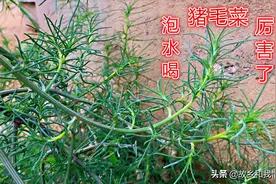 农村“猪毛菜”泡水喝厉害了，我也是刚知道这个功能，看完很受益视频封面