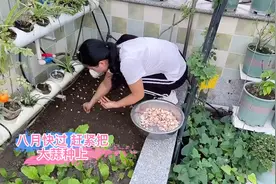 七月种葱八月种蒜 眼看八月快过 还没种大蒜的赶紧把大蒜给种上
