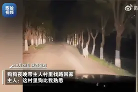狗狗牌导航！狗狗夜晚车前奔跑带主人找回家路视频封面