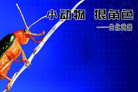 动物界拥有生化武器的生物，尾部的“炮管”让所有动物望而生畏视频封面
