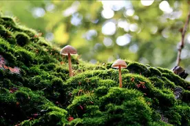 研究一个超级小众的学科是什么体验？视频封面