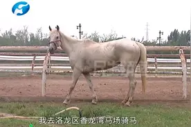 女子爱好骑马，不料骑行过程中骏马性情大变，女子被踢伤住院视频封面