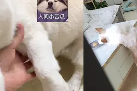 柯基装瘸惨叫骗吃骗喝，被主人发现后一脸尴尬：它有800个心眼视频封面