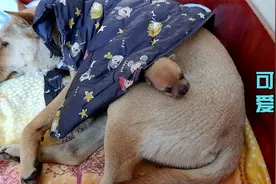 刚出生第4天的小奶狗，冷得嘤嘤叫个不停，狗妈妈麻木的一脸无奈