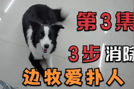 3步彻底消除，边牧爱扑人的行为，5天3000块视频封面