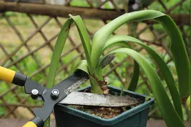 想要朱顶红种球越长越大，花芽也超多，3月就给大剪一刀吧视频封面