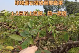 珍珠番石榴4月修剪，尽量剪掉1.2米以上的枝条，矮化方便套袋摘果视频封面