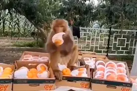 真香！北京平谷大桃熟了，引“大圣”下山来尝鲜 请村民不要靠近视频封面