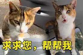 喂了一只流浪猫，竟被它赖上，跳进我的车里，让我带它回家视频封面