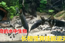 神奇的水中生物。长相怪异，技能逆天呢。视频封面