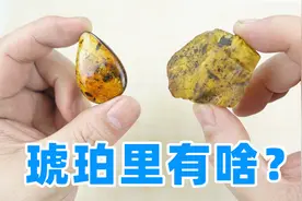 几千万年前琥珀拆开，里面的小虫子还能救一下吗？视频封面
