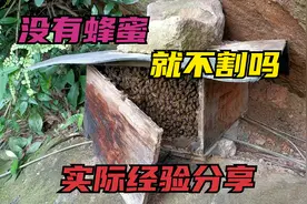 蜂群没有蜂蜜，就不用去割了吗？老师傅告诉该怎么做？视频封面