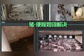 猪便秘如何解决视频封面