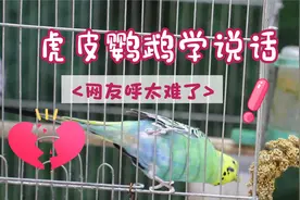 虎皮鹦鹉学说话，执意这样养，网友直呼，我太难了视频封面