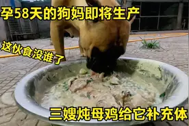 怀孕58天的狗妈即将生产，三嫂炖母鸡给它补充体力，这伙食真讲究视频封面