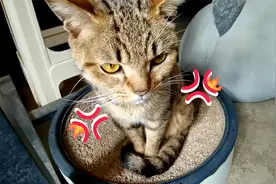 捡来的流浪猫总是吃不饱，结果吃坏了肚子，决定对它再狠一点视频封面