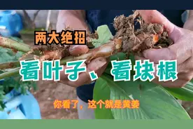 黄姜和莪术怎么区分？从叶子就可以看得出来，块根颜色也不一样！