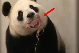 熊猫哼哼唧唧，叼着个“东西”到处找饲养员，奶爸：放着让我来！视频封面