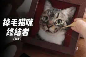 家里猫咪掉毛怎么办？教你解决猫咪掉毛烦恼视频封面